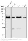 Anti-ARRB1/Beta Arrestin 1 Rabbit Monoclonal Antibody
