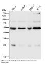 Anti-ARRB1/Beta Arrestin 1 Rabbit Monoclonal Antibody