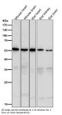 Anti-Caspase-10 Rabbit Monoclonal Antibody