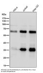Anti-Caspase-10 Rabbit Monoclonal Antibody