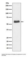 Anti-Caspase-10 Rabbit Monoclonal Antibody