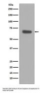 Anti-pro Caspase 10 Rabbit Monoclonal Antibody
