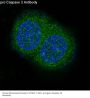 Anti-pro Caspase 10 Rabbit Monoclonal Antibody