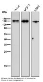 Anti-Nesprin 1 Rabbit Monoclonal Antibody