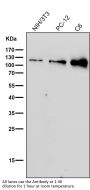 Anti-Nesprin 1 Rabbit Monoclonal Antibody