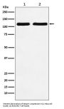 Anti-Nesprin 1 Rabbit Monoclonal Antibody