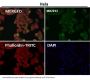 Anti-Nesprin 1 Rabbit Monoclonal Antibody