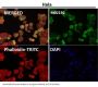 Anti-Nesprin 1 Rabbit Monoclonal Antibody