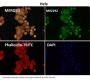 Anti-Nesprin 1 Rabbit Monoclonal Antibody