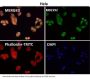 Anti-Nesprin 1 Rabbit Monoclonal Antibody