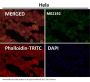 Anti-Nesprin 1 Rabbit Monoclonal Antibody