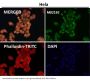 Anti-Nesprin 1 Rabbit Monoclonal Antibody