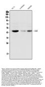 Anti-ADK Antibody Picoband® (monoclonal, 7F4)