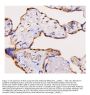 Anti-ADK Antibody Picoband® (monoclonal, 7F4)
