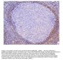 Anti-ADK Antibody Picoband® (monoclonal, 7F4)