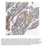Anti-ADK Antibody Picoband® (monoclonal, 7F4)