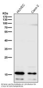 Anti-Uteroglobin SCGB1A1 Monoclonal Antibody