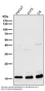 Anti-Uteroglobin SCGB1A1 Monoclonal Antibody