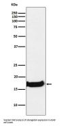 Anti-Uteroglobin SCGB1A1 Monoclonal Antibody
