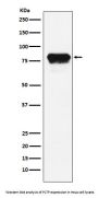 Anti-PLTP Rabbit Monoclonal Antibody