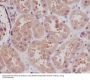 Anti-STK3/Mst2 Rabbit Monoclonal Antibody