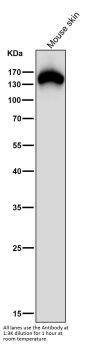 Anti-Collagen VI COL6A1 Rabbit Monoclonal Antibody