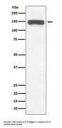 Anti-Collagen VI COL6A1 Rabbit Monoclonal Antibody