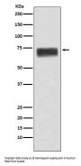Anti-Hemopexin HPX Monoclonal Antibody