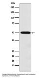 Anti-MCT1 Rabbit Monoclonal Antibody