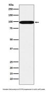 Anti-SFPQ Monoclonal Antibody