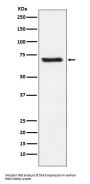 Anti-Dkk3 Rabbit Monoclonal Antibody