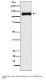 Anti-ANPRB Rabbit Monoclonal Antibody