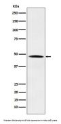 Anti-Nck NCK1 Monoclonal Antibody