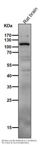 Anti-PI 3 Kinase p110 delta PIK3CD Rabbit Monoclonal Antibody