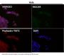 Anti-PI 3 Kinase p110 delta PIK3CD Rabbit Monoclonal Antibody