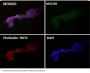 Anti-PI 3 Kinase p110 delta PIK3CD Rabbit Monoclonal Antibody