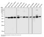 Anti-DUSP1/Mkp 1 Rabbit Monoclonal Antibody