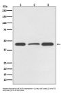 Anti-DUSP1/Mkp 1 Rabbit Monoclonal Antibody