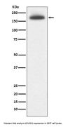 Anti-MRC1/Cd206 Rabbit Monoclonal Antibody