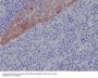Anti-Cytokeratin 17 Rabbit Monoclonal Antibody