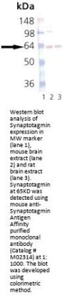 Anti-Synaptotagmin Syt1 Antibody (Monoclonal, ASV30)