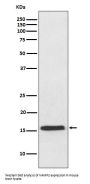 Anti-VAMP2 Rabbit Monoclonal Antibody