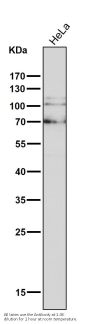 Anti-delta 1 Catenin/p120 Catenin Rabbit Monoclonal Antibody