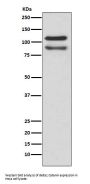 Anti-delta 1 Catenin/p120 Catenin Rabbit Monoclonal Antibody