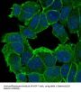 Anti-delta 1 Catenin/p120 Catenin Rabbit Monoclonal Antibody