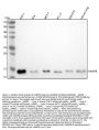 Anti-VAMP8/Endobrevin Rabbit Monoclonal Antibody