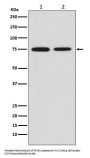 Anti-MSR1 Rabbit Monoclonal Antibody