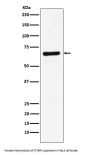 Anti-STXBP1 Rabbit Monoclonal Antibody
