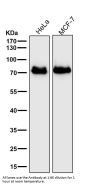 Anti-MEKK2 MAP3K2 Rabbit Monoclonal Antibody