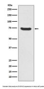 Anti-MEKK2 MAP3K2 Rabbit Monoclonal Antibody